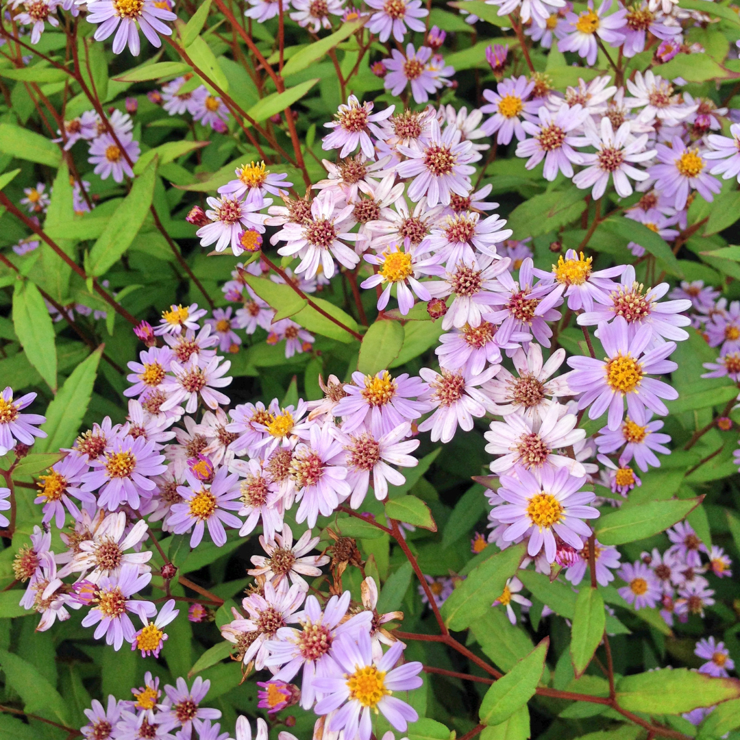 Kalimeris incisa ‘Blue Star’ (Schönaster)
