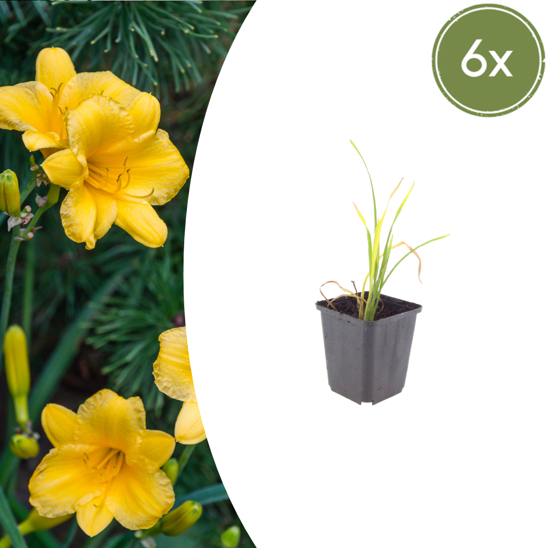 Taglilie ‘Stella de Oro’ (Hemerocallis)