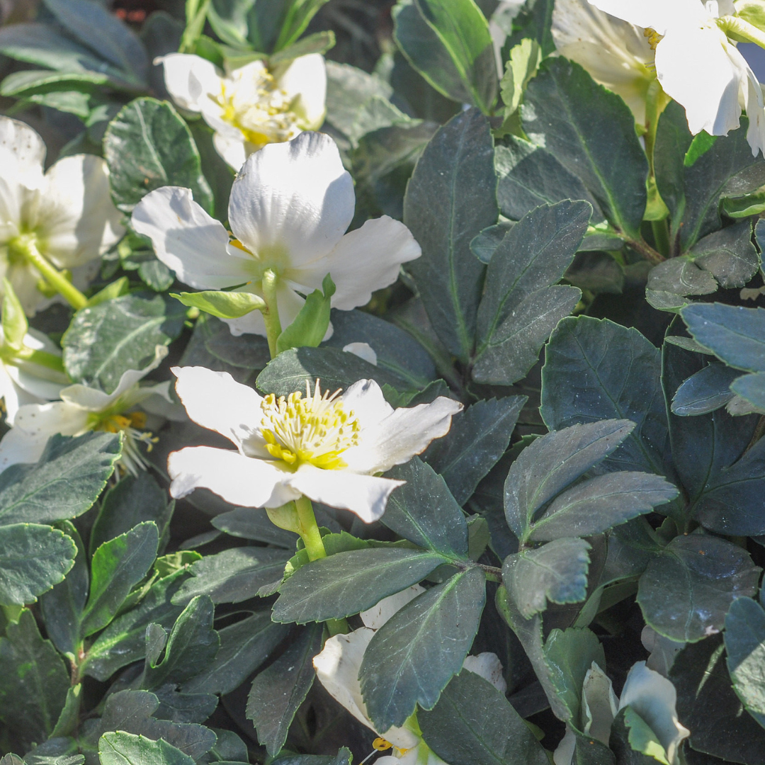 Helleborus orientalis (Lenzrose)