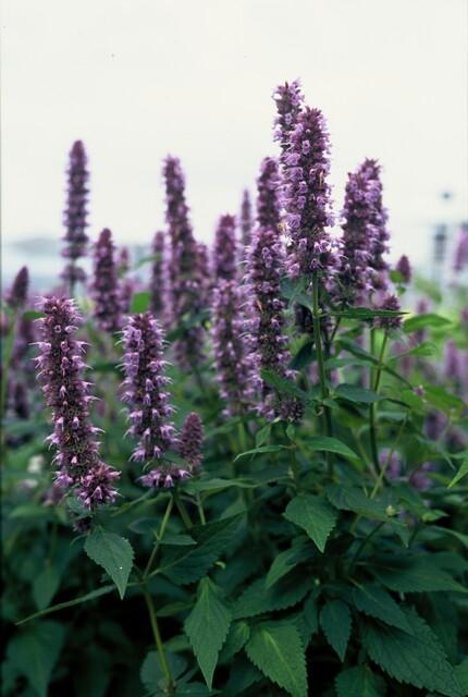 Duftnessel ‘Blue Fortune’ (Agastache)