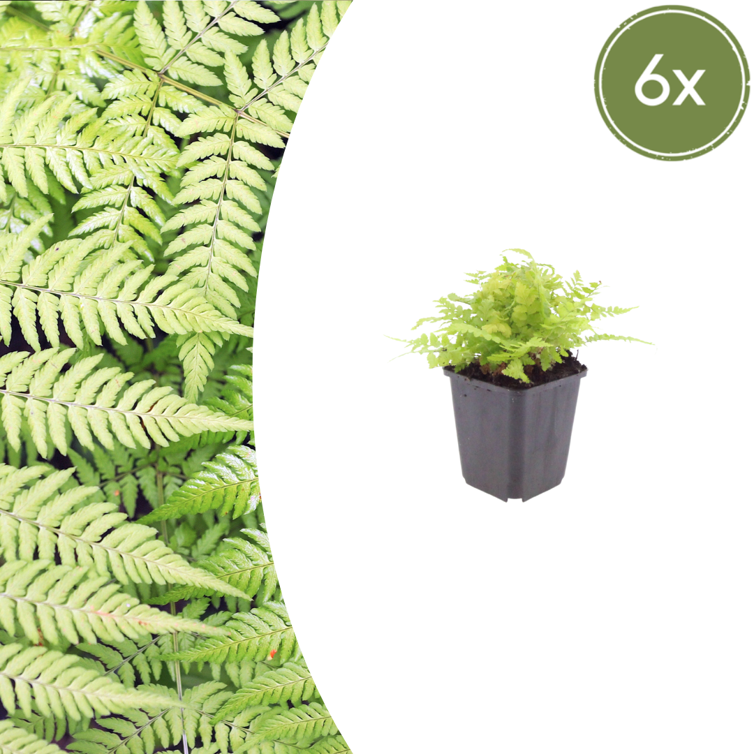 Dryopteris filix-mas (Wurmfarn)