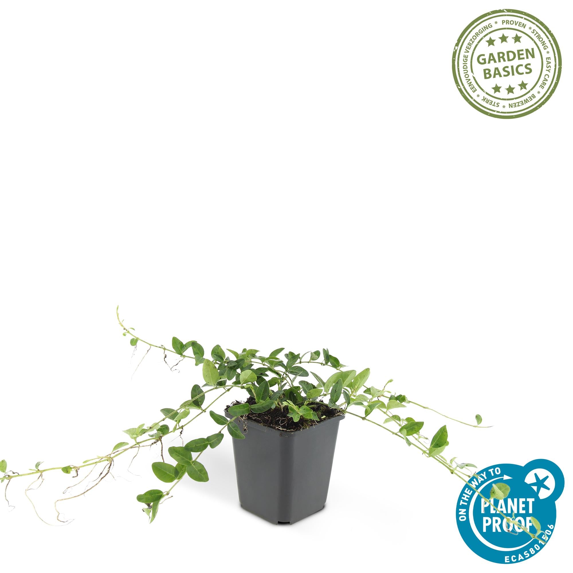Kleines Immergrün ‘Alba’ (Vinca minor)