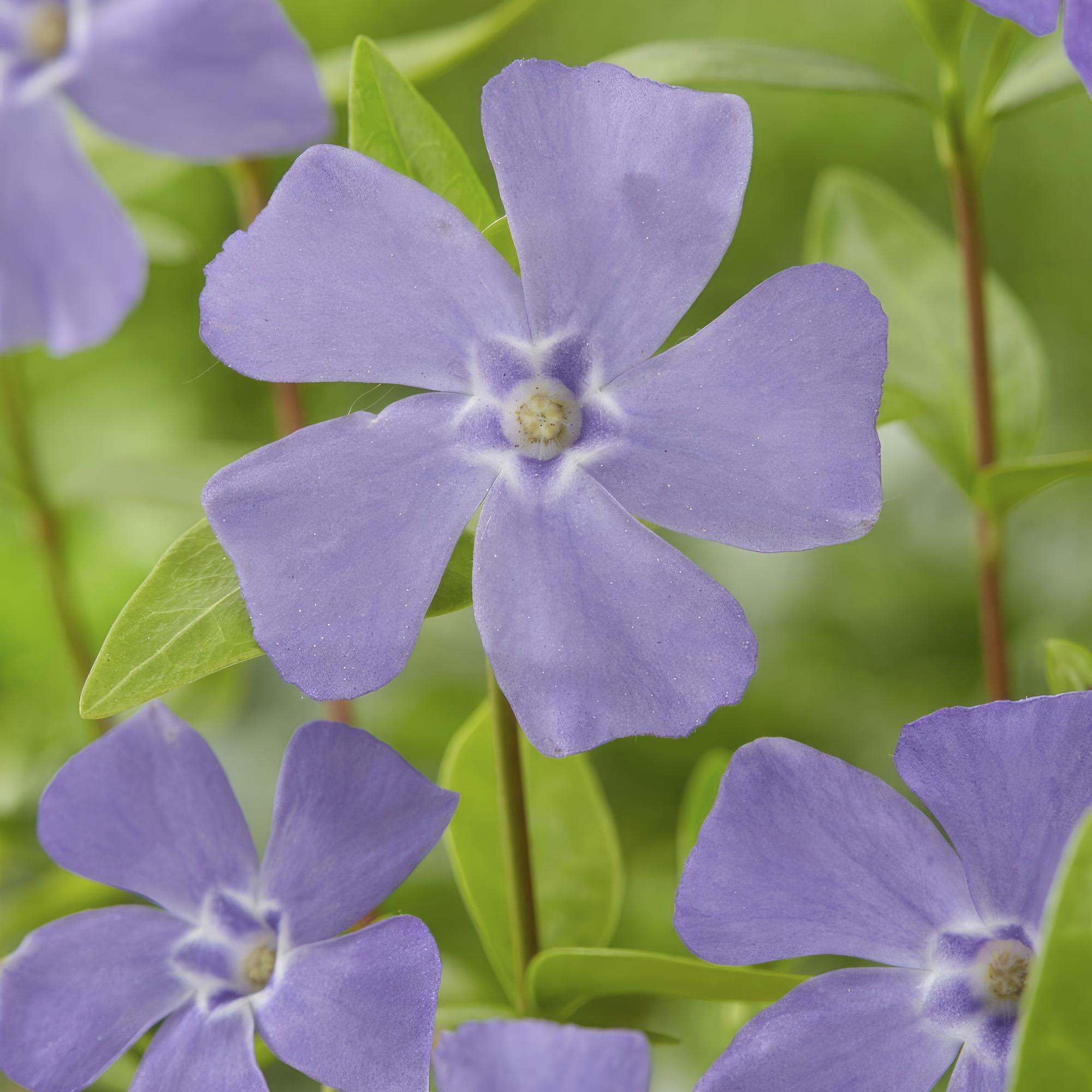 Kleines Immergrün (Vinca minor)