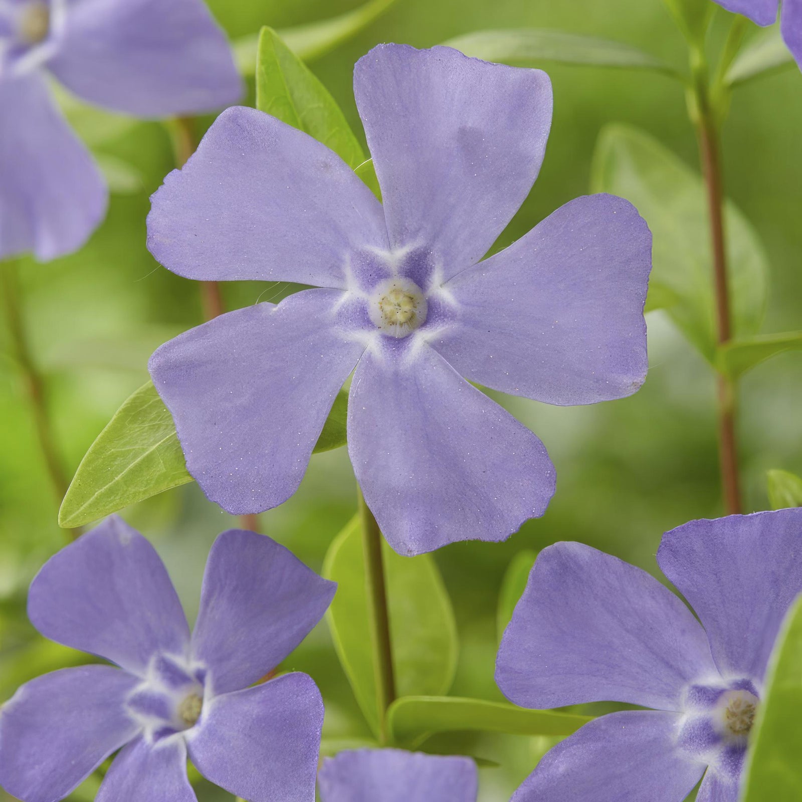 Kleines Immergrün (Vinca minor)
