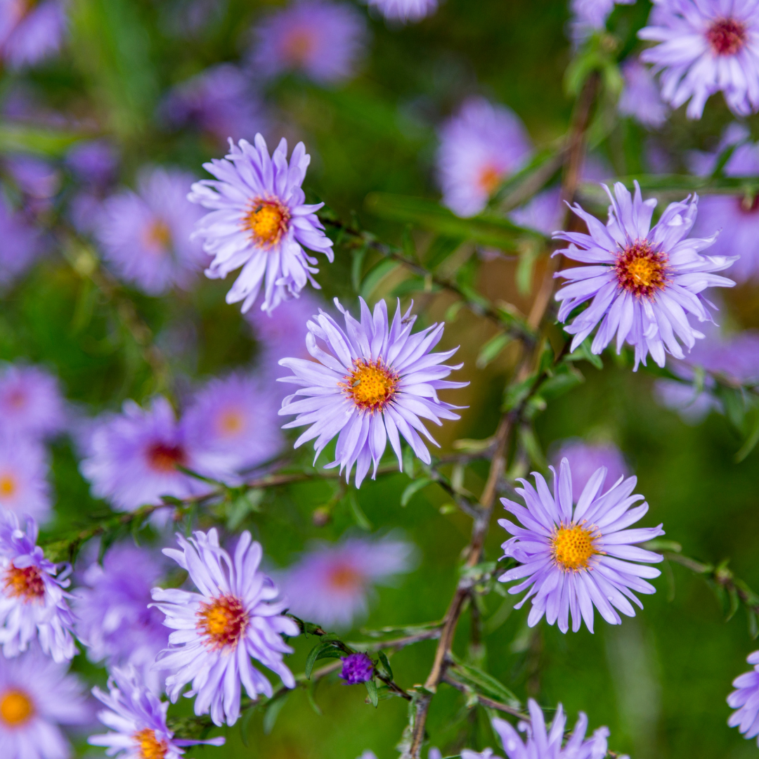 Aster × frikartii ‘Mönch’ (Sommer-Aster)