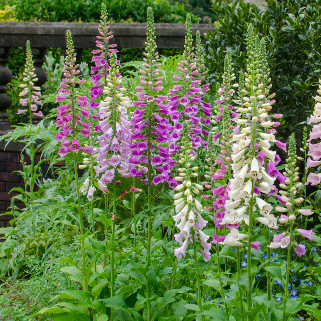 Digitalis purpurea (Fingerhut)
