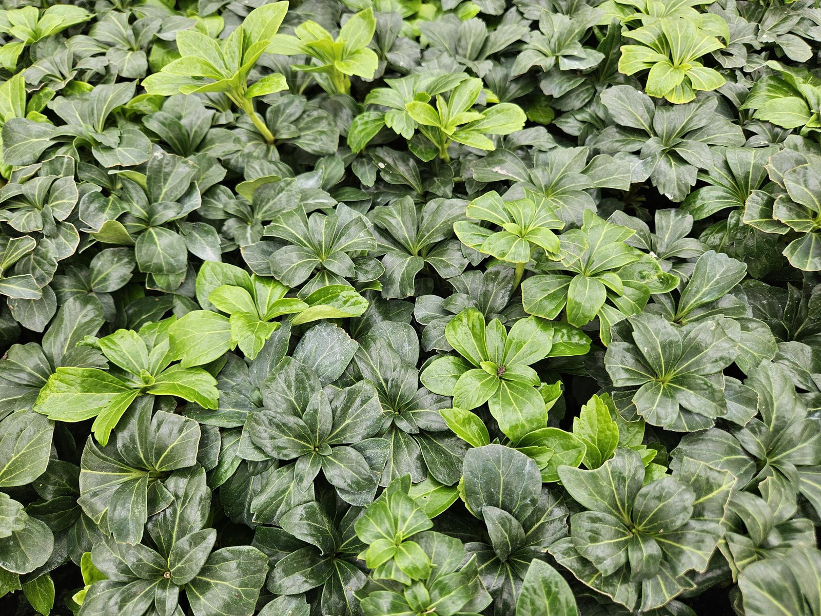 Pachysandra terminalis ‘Green Sheen’ (Dickmännchen)
