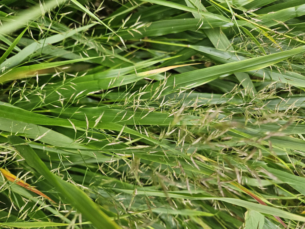 Japanisches Berggras (Hakonechloa macra)