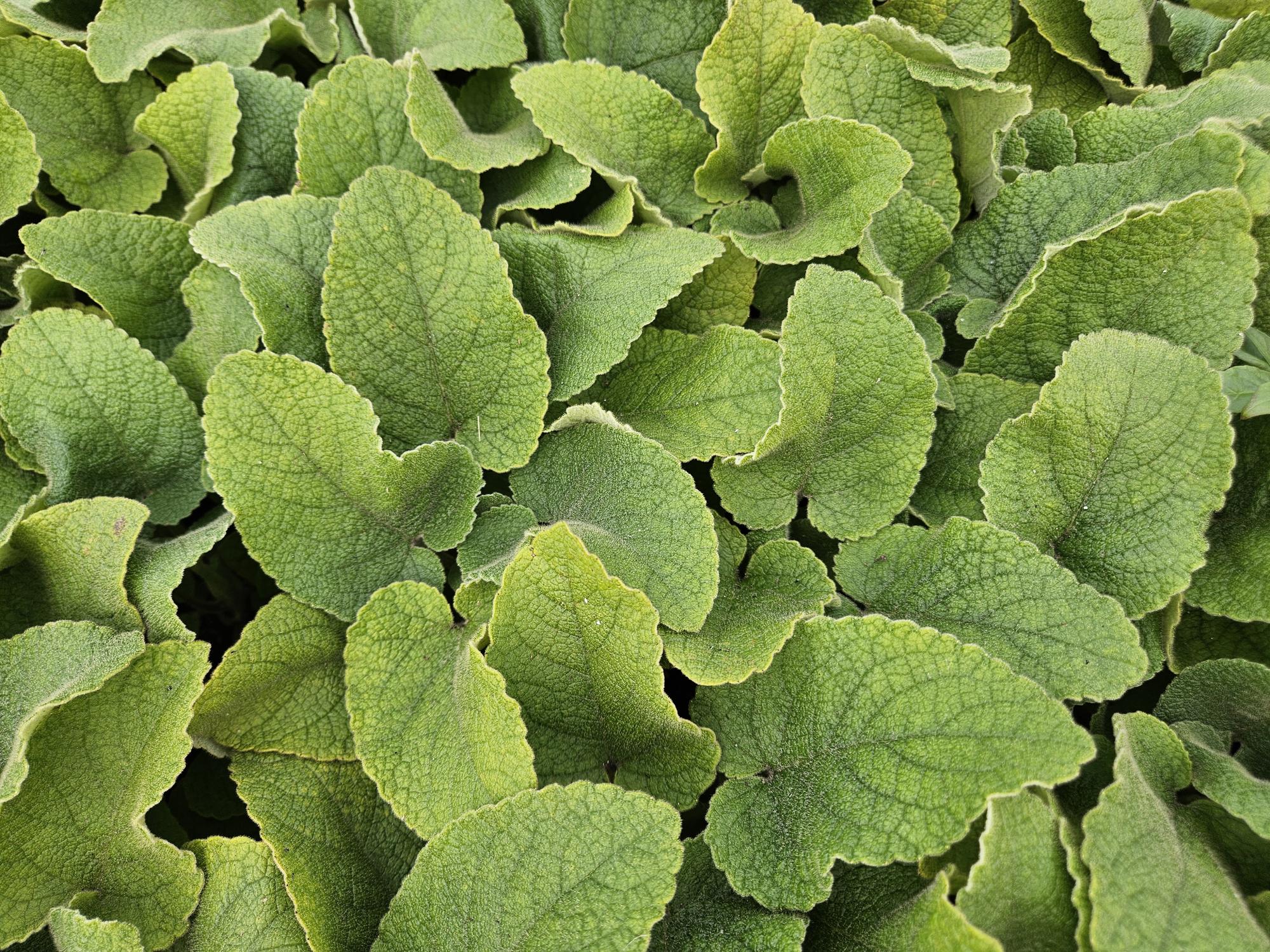 Phlomis russeliana (Brandkraut)