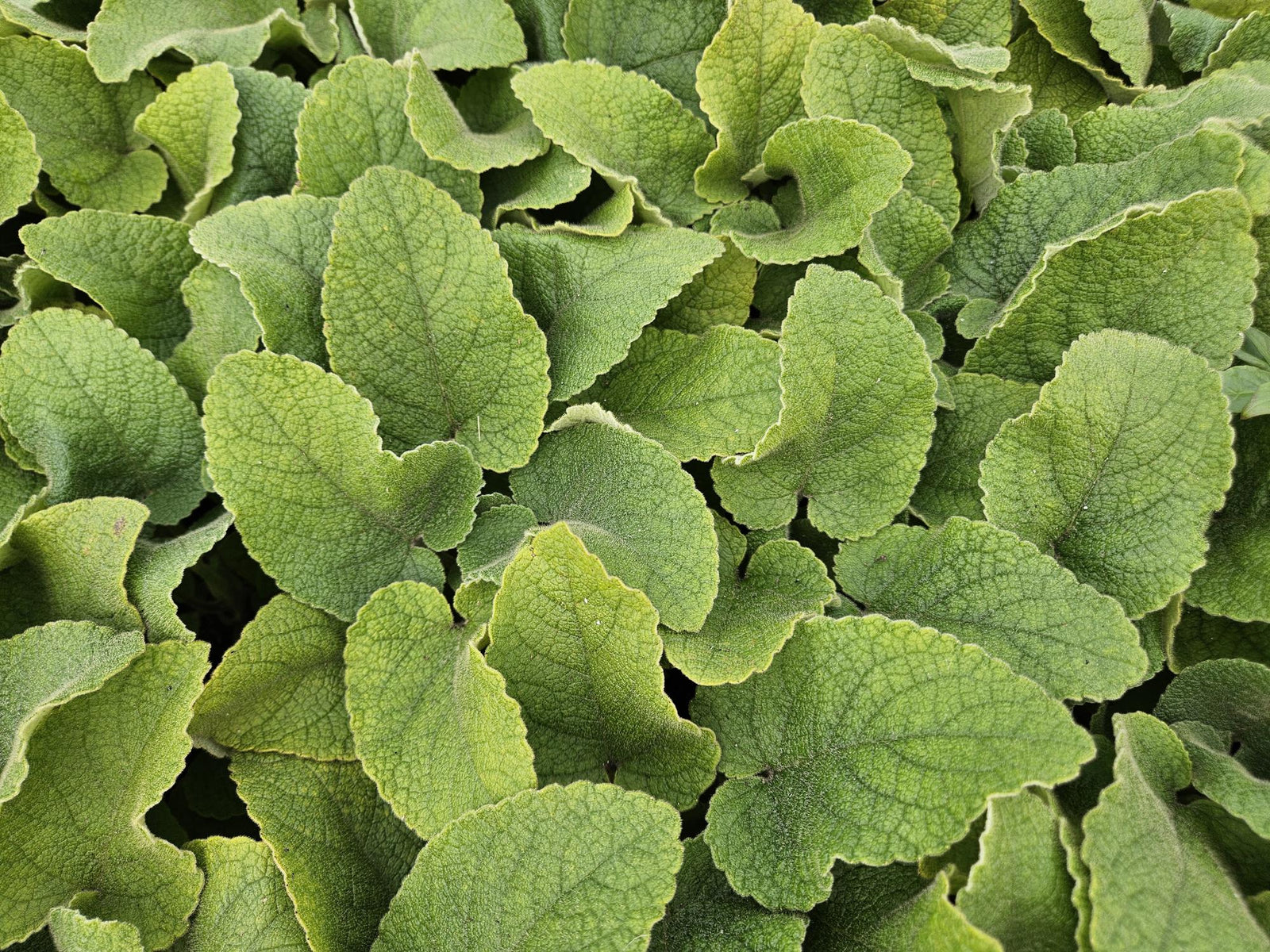 Phlomis russeliana (Brandkraut)