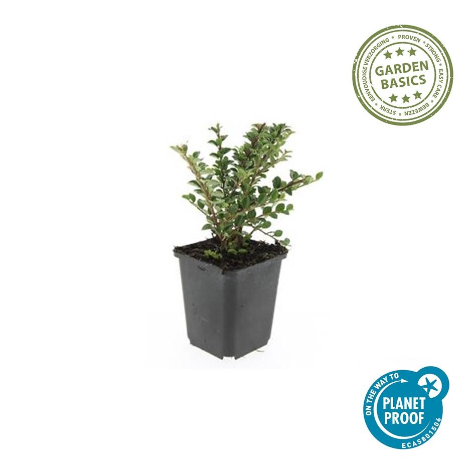 Fächer-Zwergmispel (Cotoneaster horizontalis)
