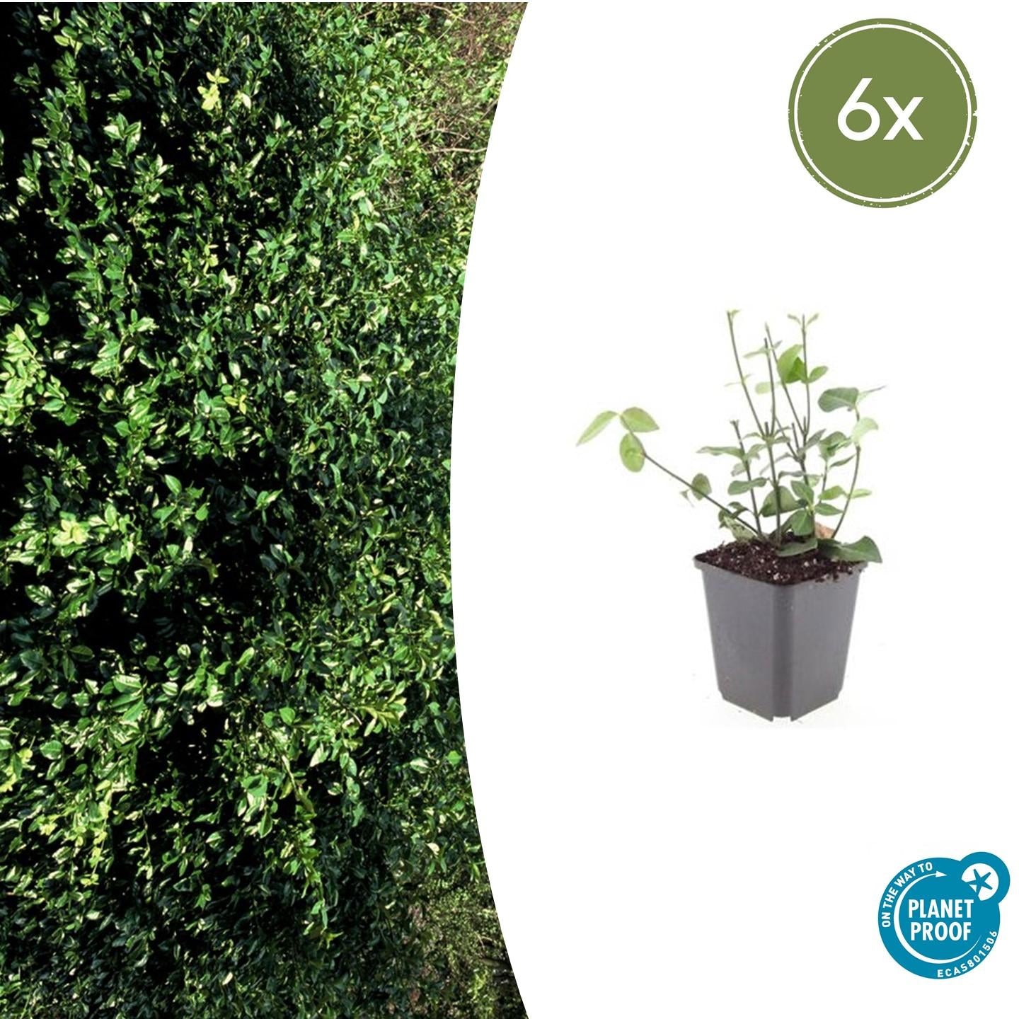 Kriechspindel ‘Coloratus’ (Euonymus fortunei)
