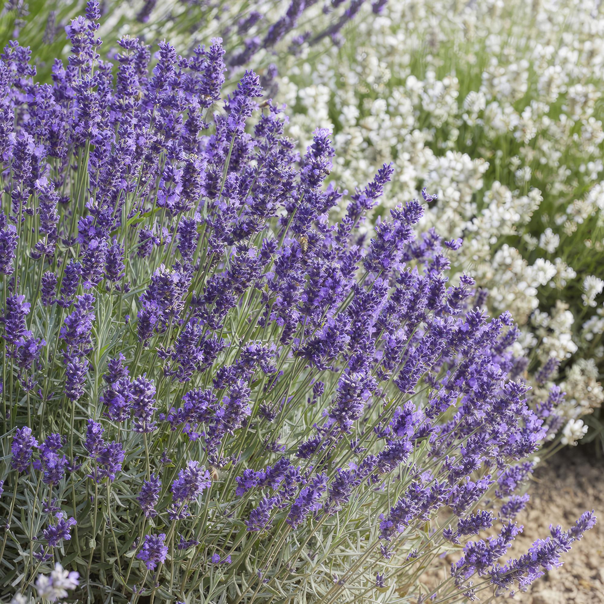 Lavandula angustifolia ‘Hidcote’ (Echter Lavendel)