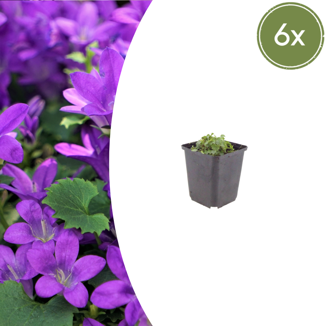 Campanula portenschlagiana (Dalmatiner-Glockenblume)