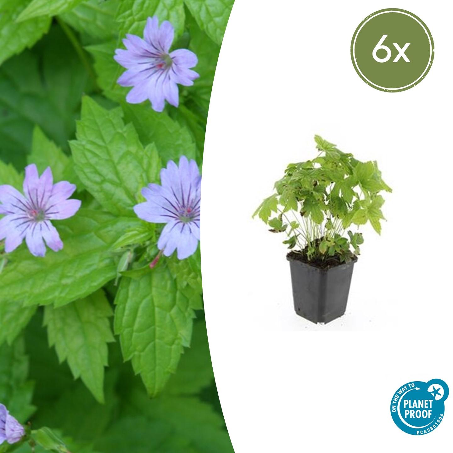 Knoten-Storchschnabel (Geranium nodosum)
