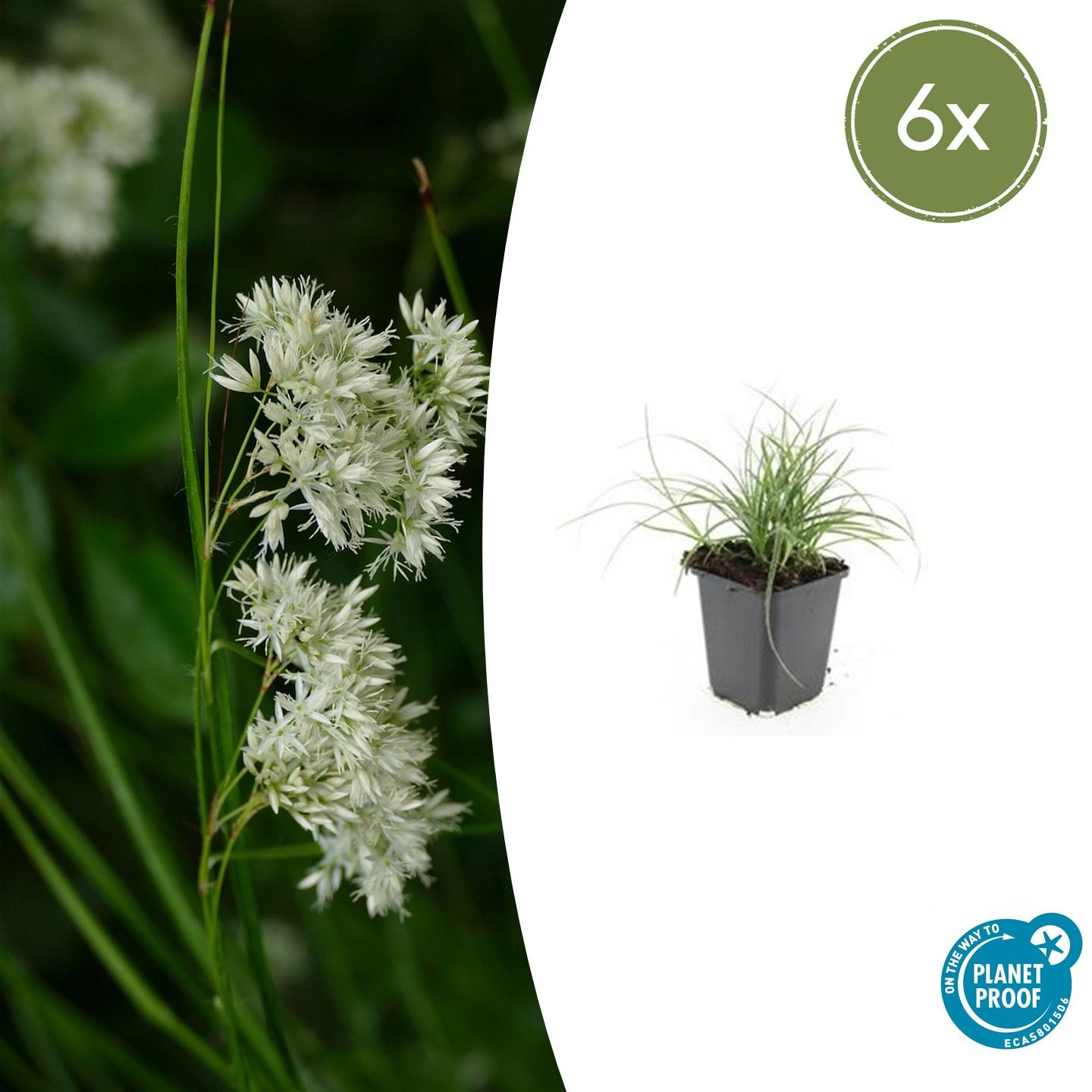 Luzula nivea (Schnee-Marbel)