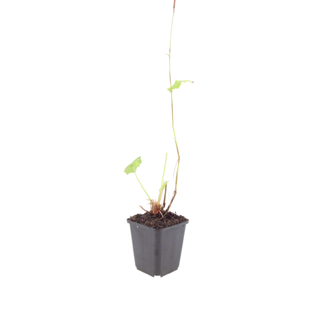 Wiesenknöterich ‘Superba’ (Persicaria bistorta)