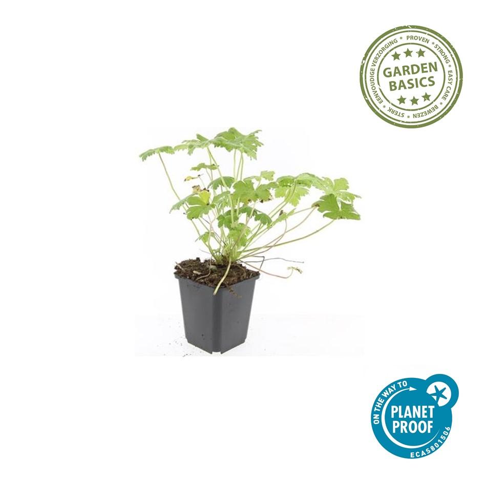 Duft-Storchschnabel ‘Czakor’ (Geranium macrorrhizum)