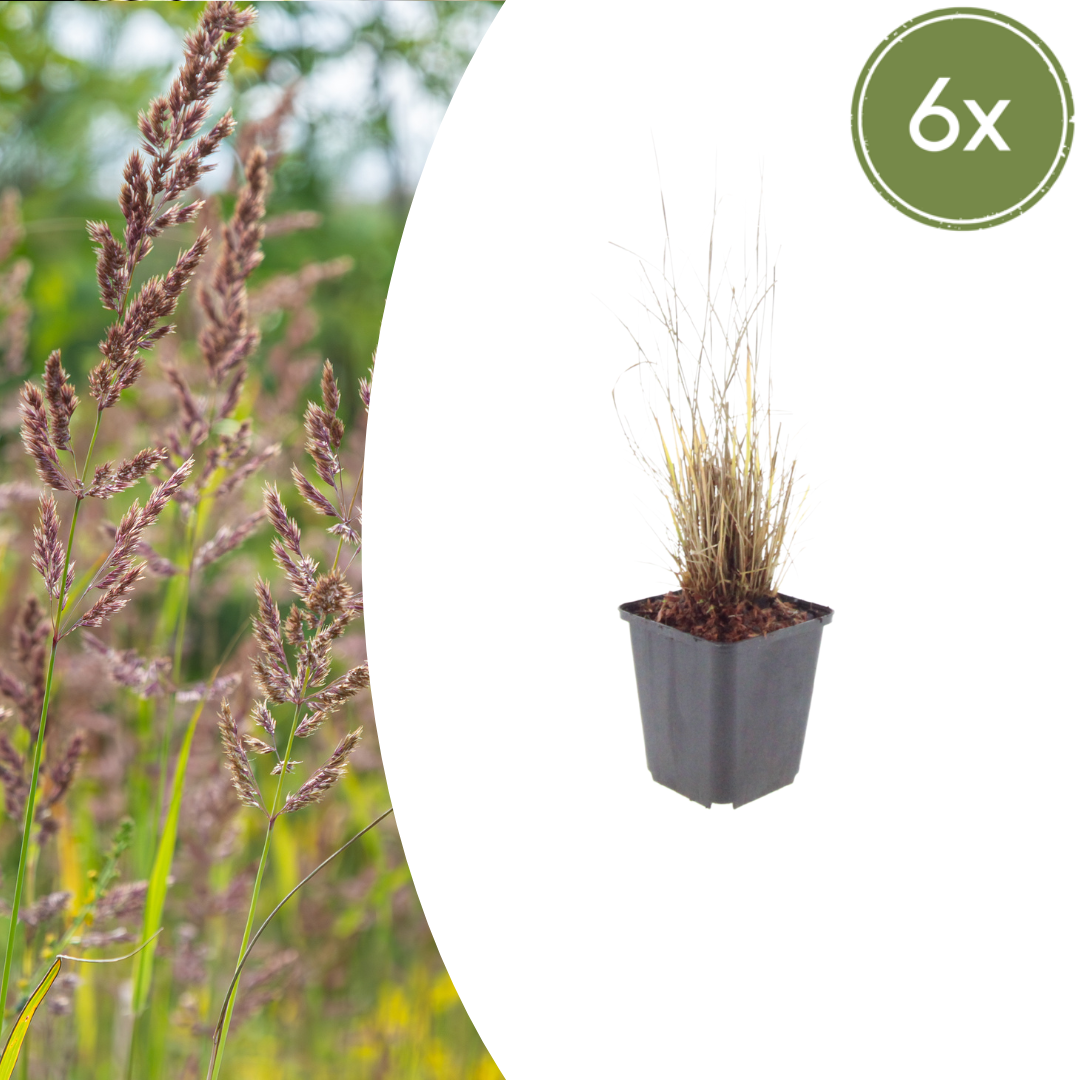 Calamagrostis brachytricha (Diamantgras)