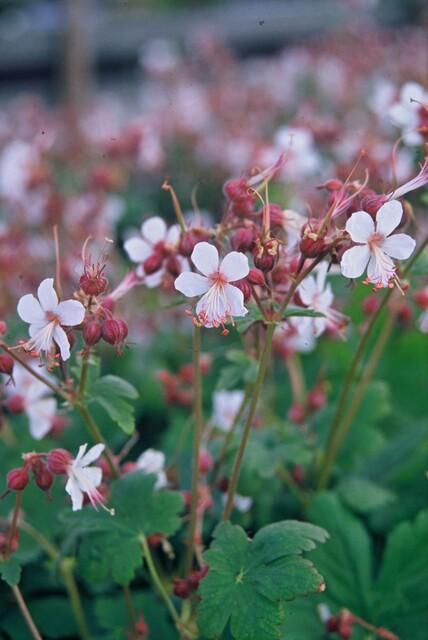Duft-Storchschnabel ‘Spessart’ (Geranium macrorrhizum)