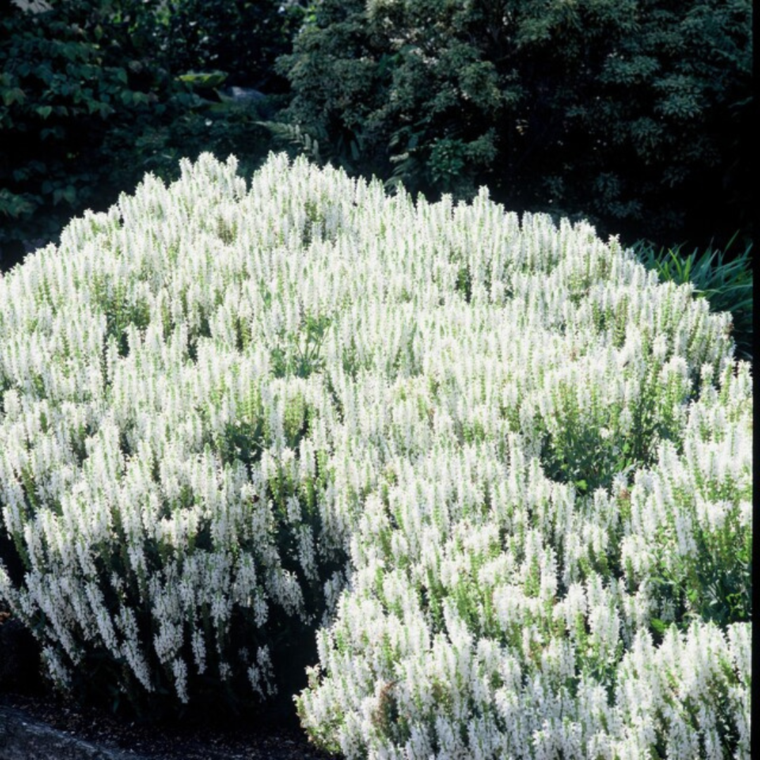 Salvia nemorosa ‘Schneehügel’ (Steppen-Salbei)