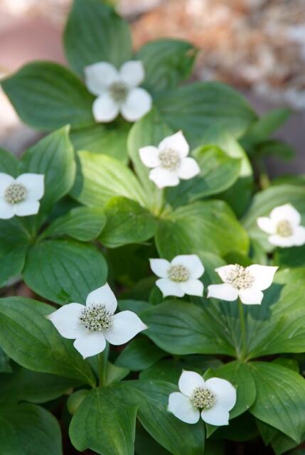 Teppich-Hartriegel (Cornus canadensis)