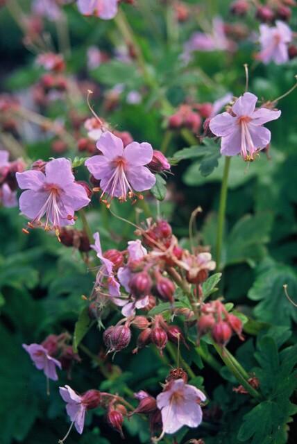 Duft-Storchschnabel ‘Ingwersen’s Varietät’ (Geranium macrorrhizum)