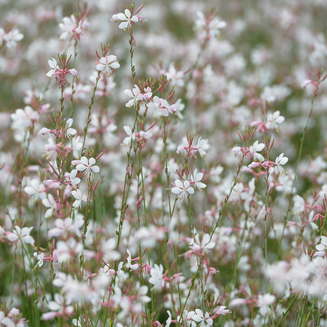 Gaura lindheimeri (Prachtkerze)