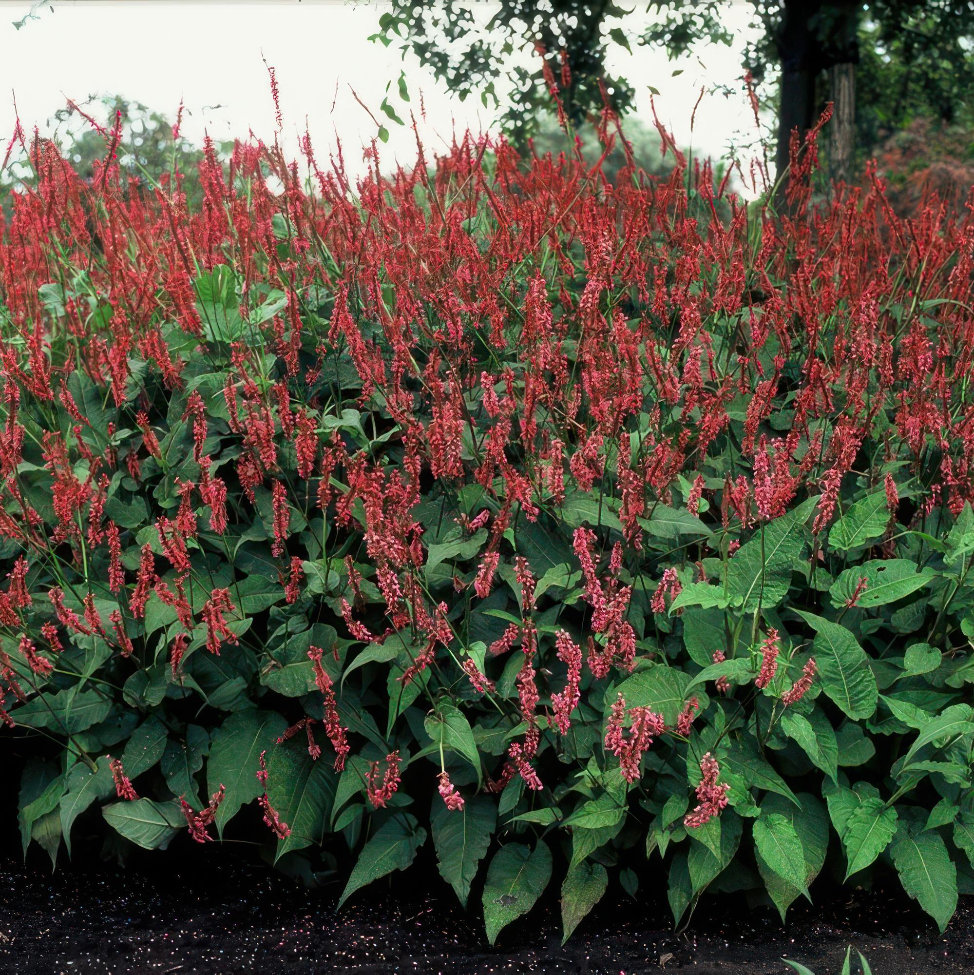 Persicaria amplexicaulis (Kerzen-Knöterich)