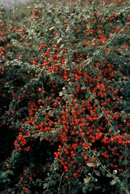 Zwergmispel ‘Coral Beauty’ (Cotoneaster suecicus)