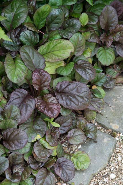 Günsel ‘Catlin’s Giant’ (Ajuga reptans)