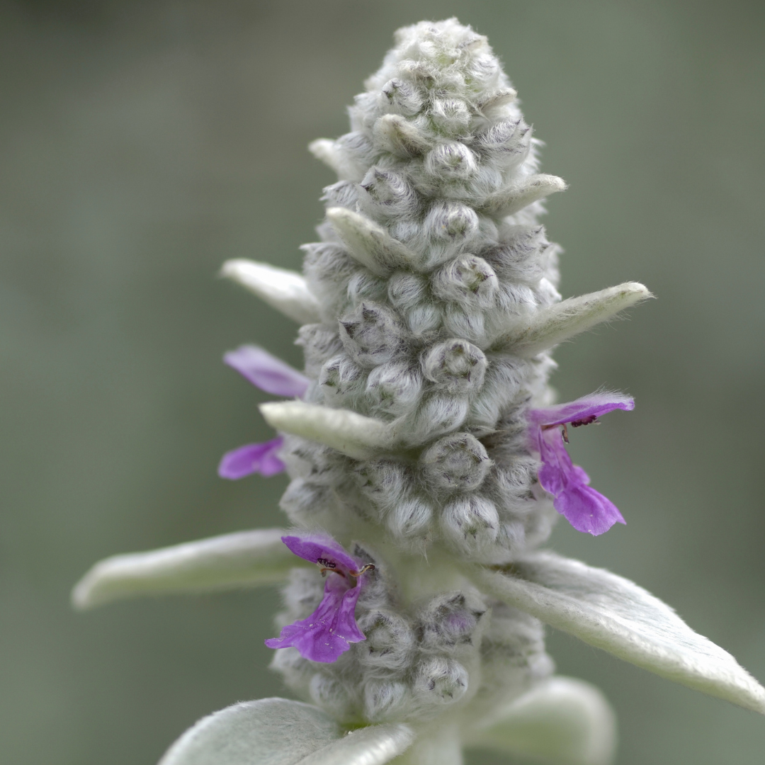 Stachys byzantina (Woll-Ziest / Eselsohr)