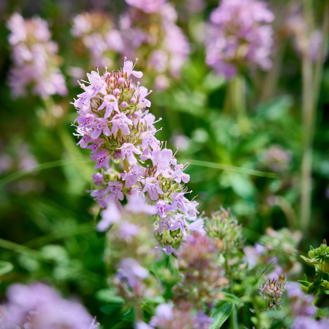 Thymus vulgaris (Echter Thymian)