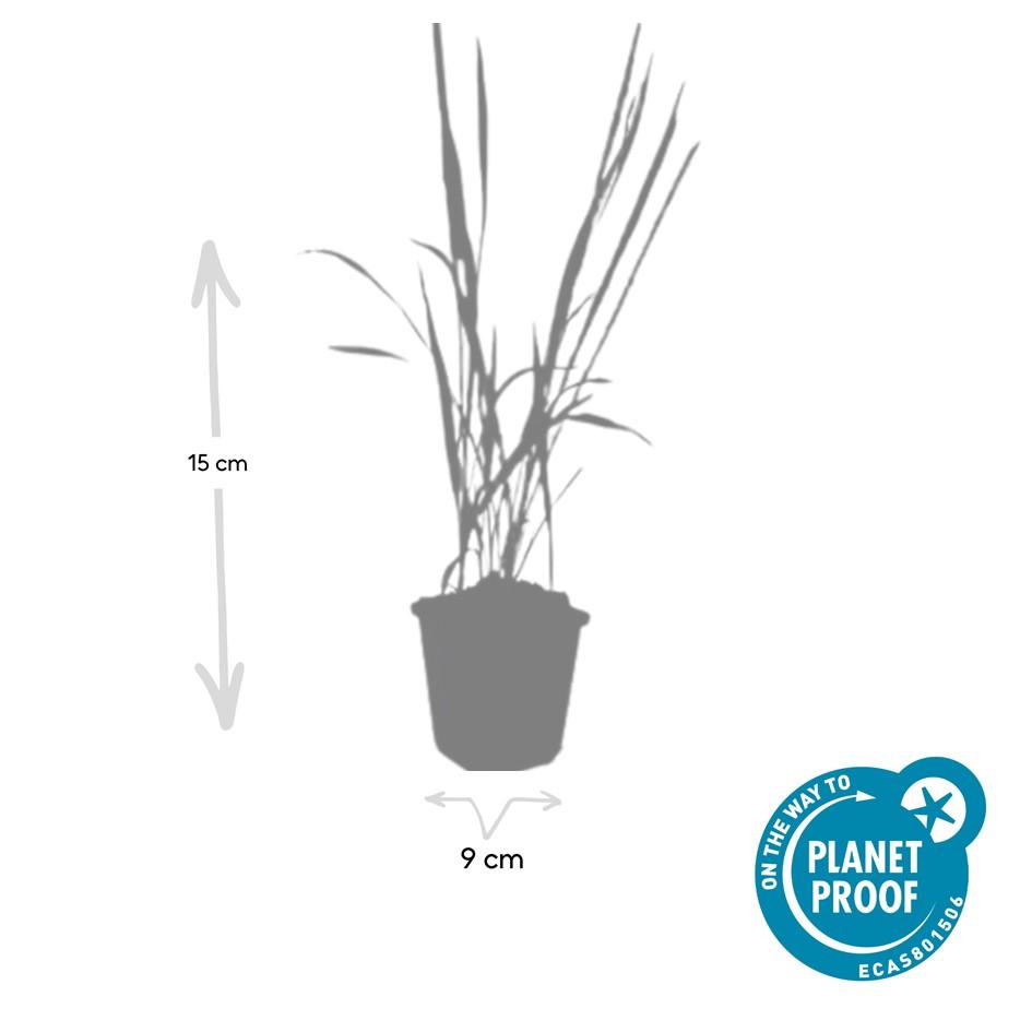 Imperata cylindrica 'Red Baron'