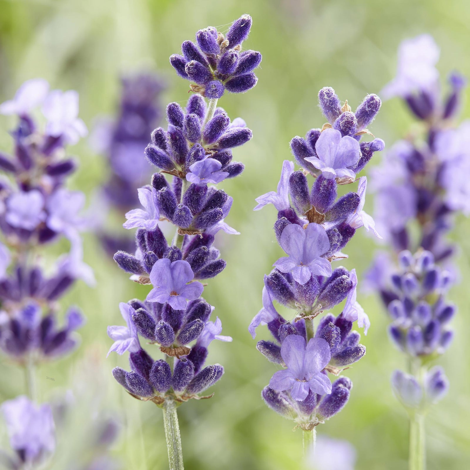 Lavandula angustifolia ‘Hidcote’ (Echter Lavendel)