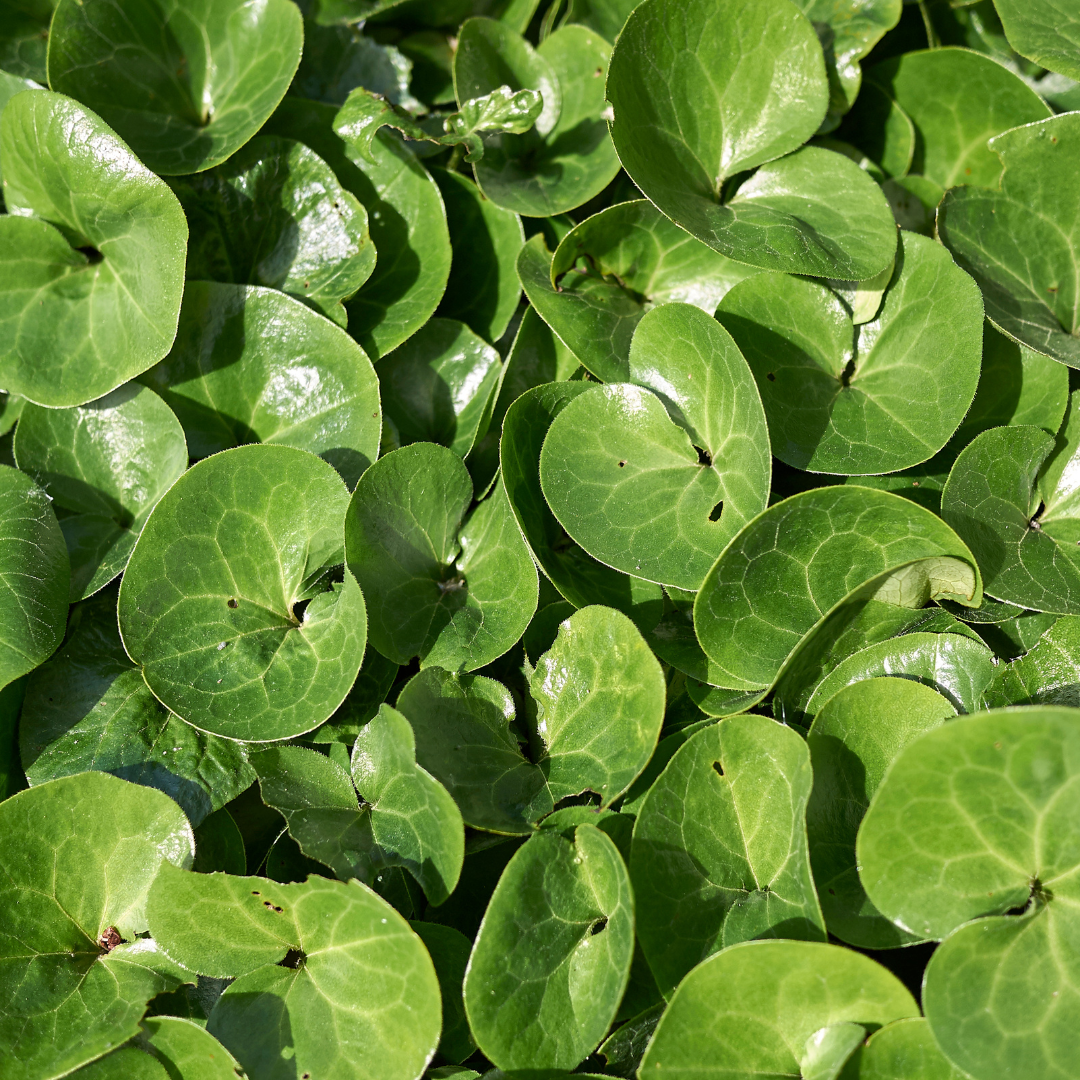 Asarum europaeum (Haselwurz)