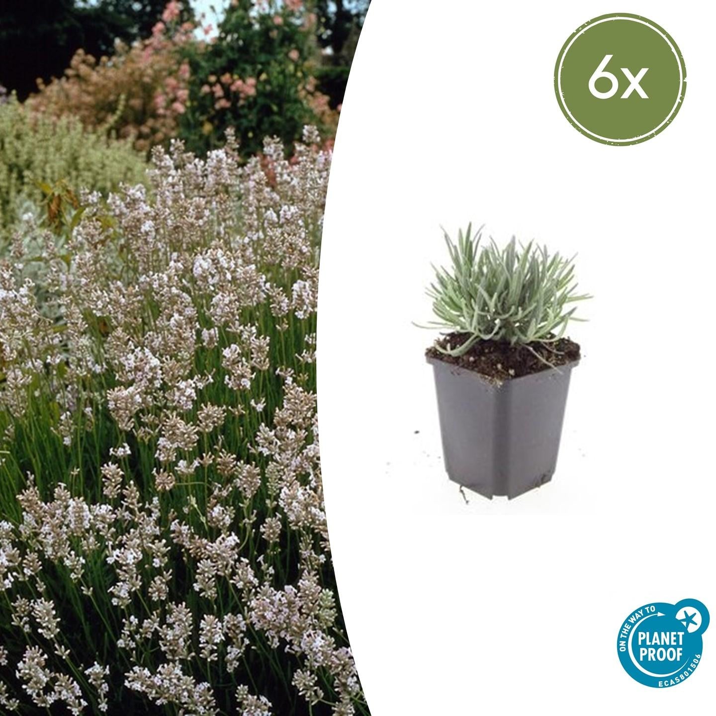 Weißer Lavendel ‘Edelweiss’ (Lavandula intermedia)