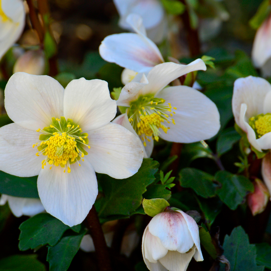 Helleborus orientalis (Lenzrose)