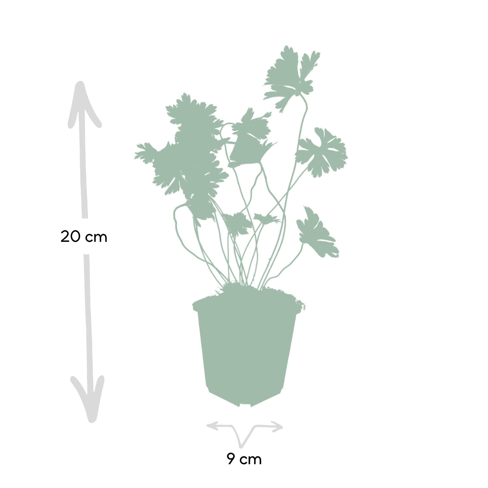 Storchschnabel ‘Rozanne’ (Geranium)