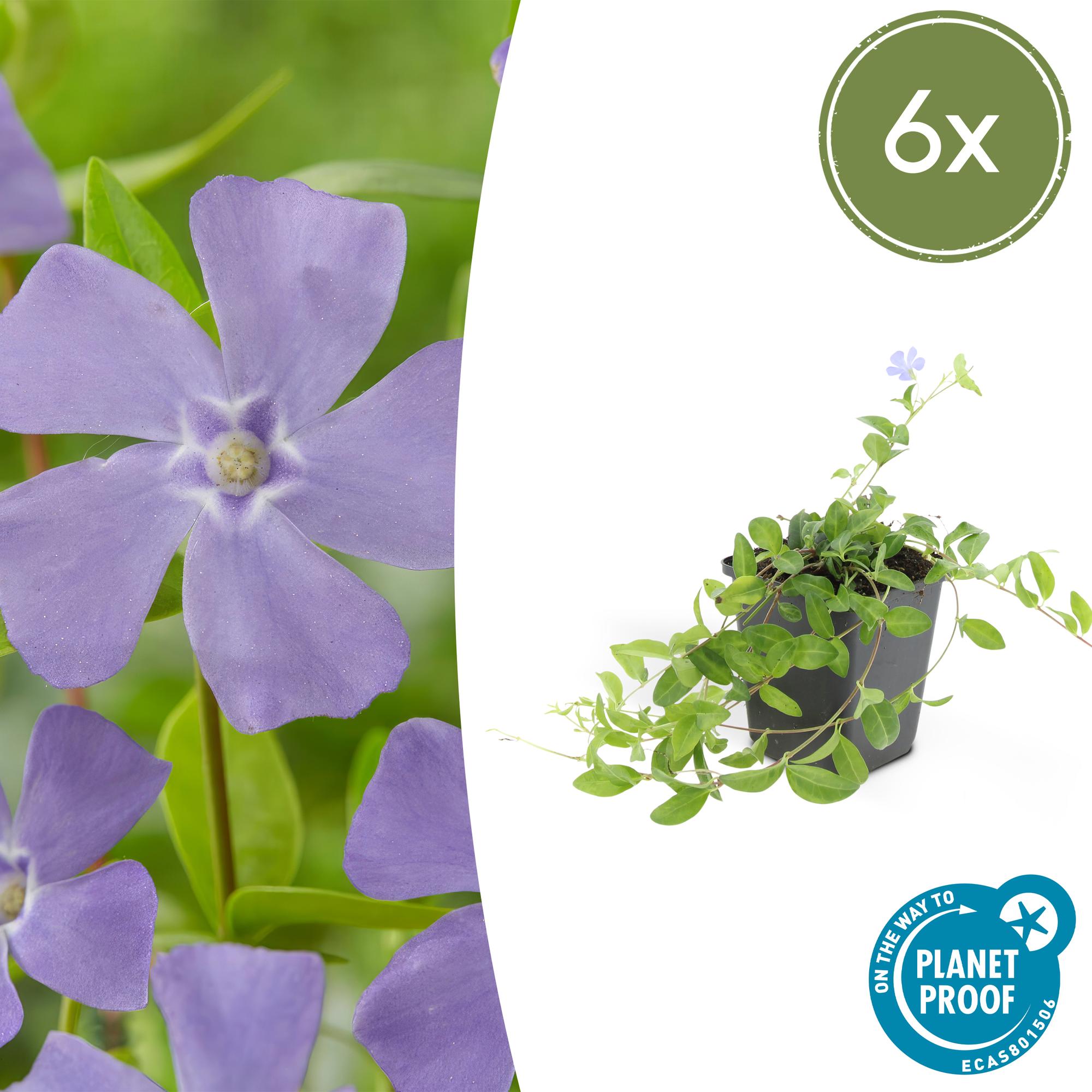 Kleines Immergrün (Vinca minor)