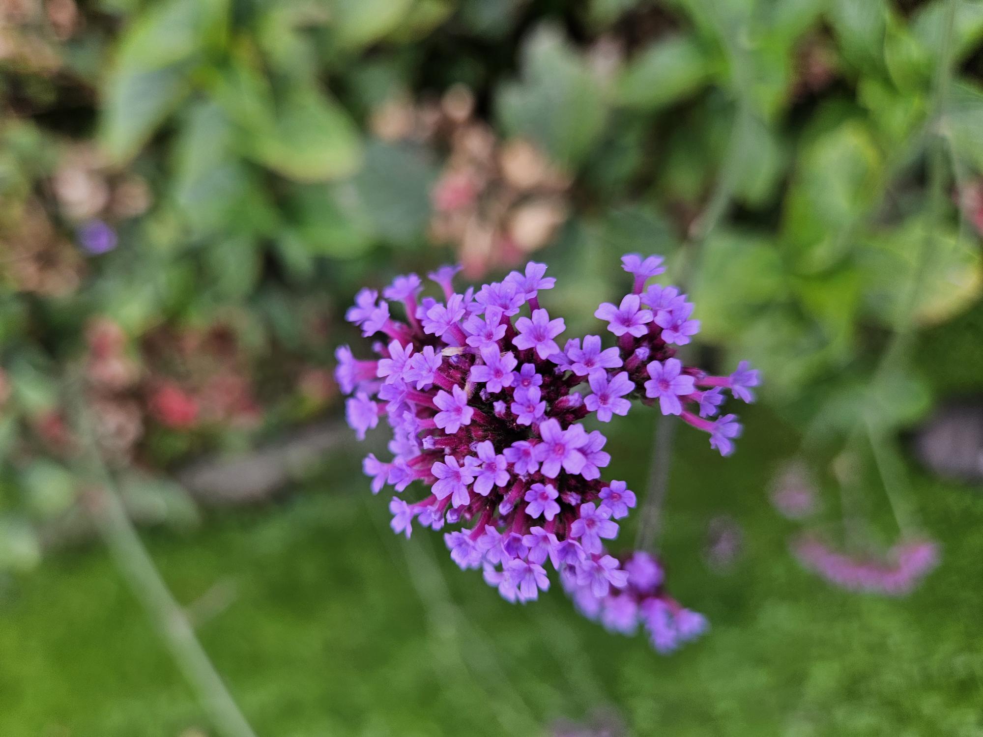 Eisenkraut (Verbena bonariensis)