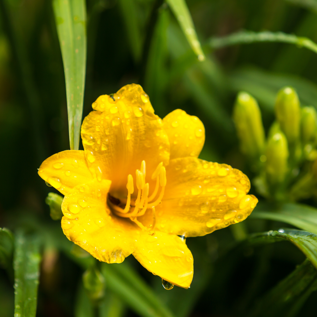 Taglilie ‘Stella de Oro’ (Hemerocallis)