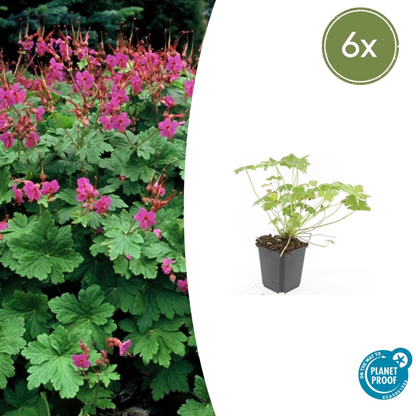 Duft-Storchschnabel ‘Czakor’ (Geranium macrorrhizum)