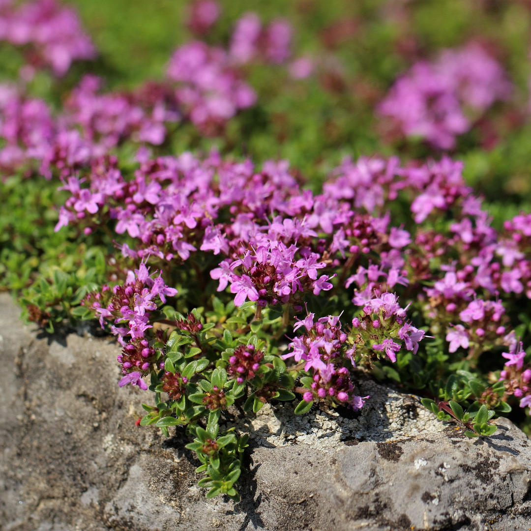 Thymus praecox 'Coccineus'