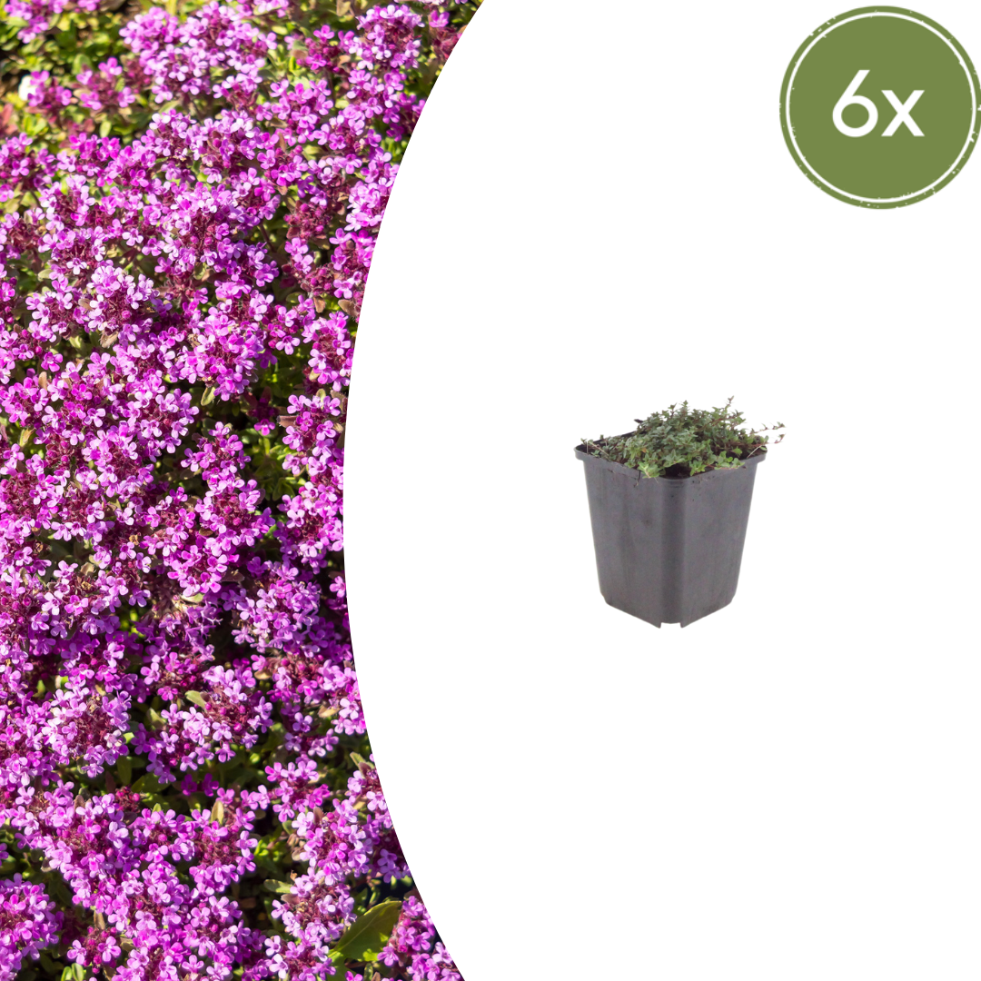 Thymus praecox 'Coccineus'