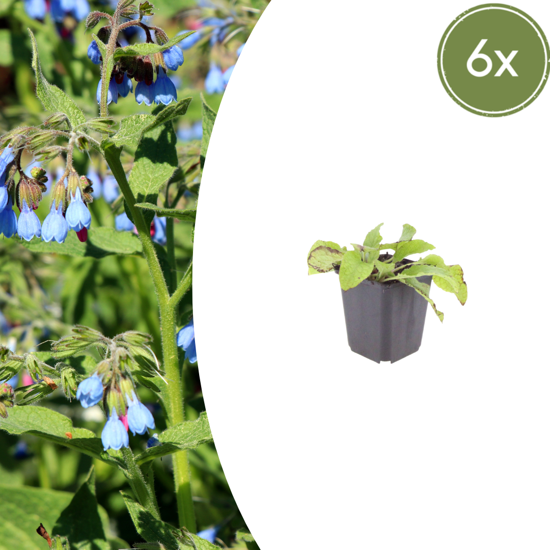 Symphytum grandiflorum ‘Wisley Blue’ (Kaukasus-Beinwell)