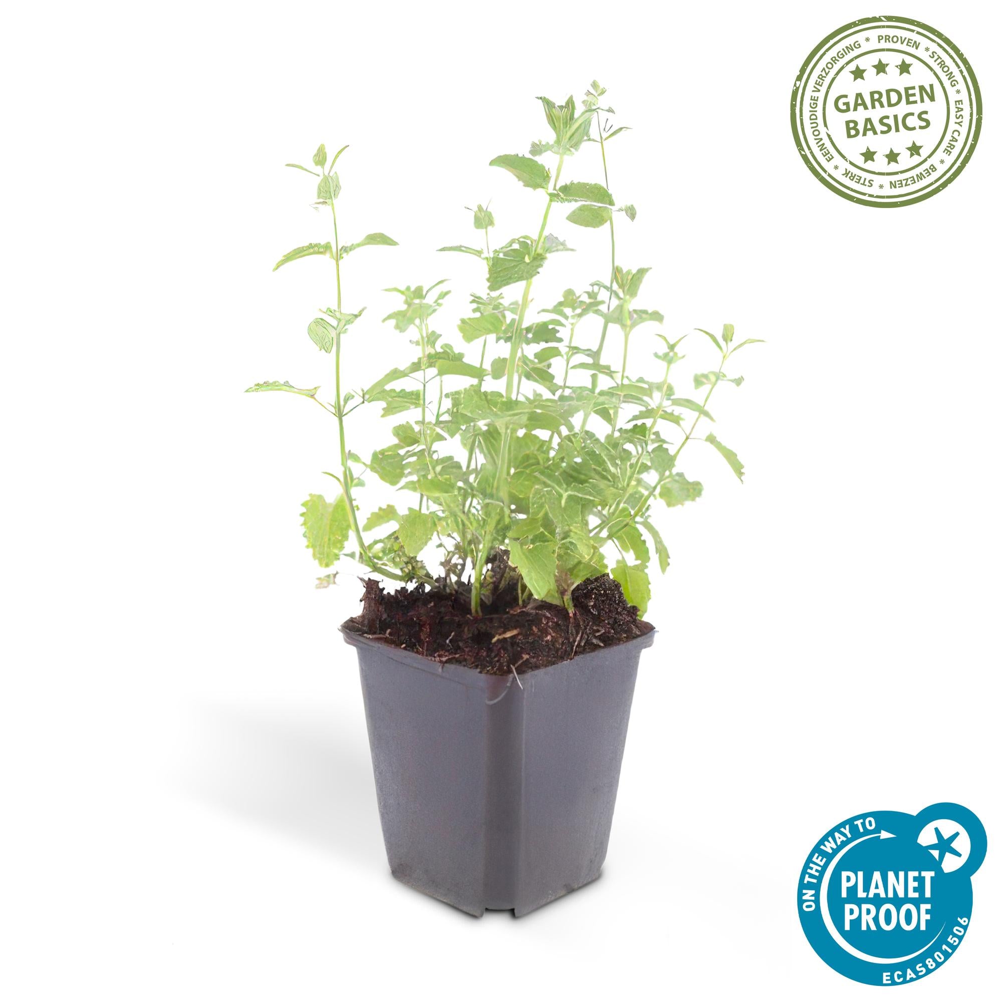 Katzenminze ‘Six Hills Giant’ (Nepeta)