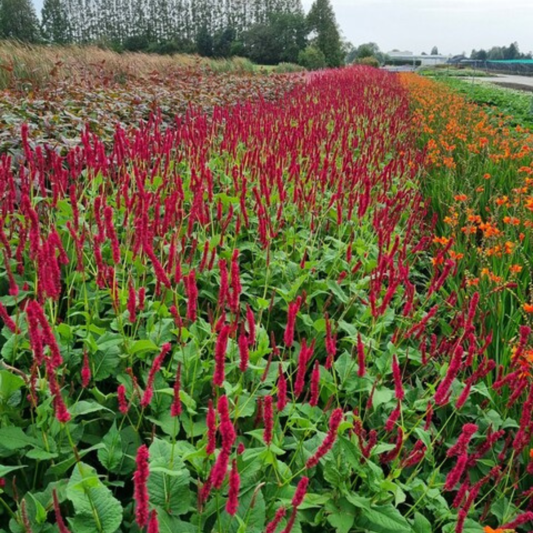 Persicaria amplexicaulis ‘Blackfield’ (Kerzen-Knöterich)