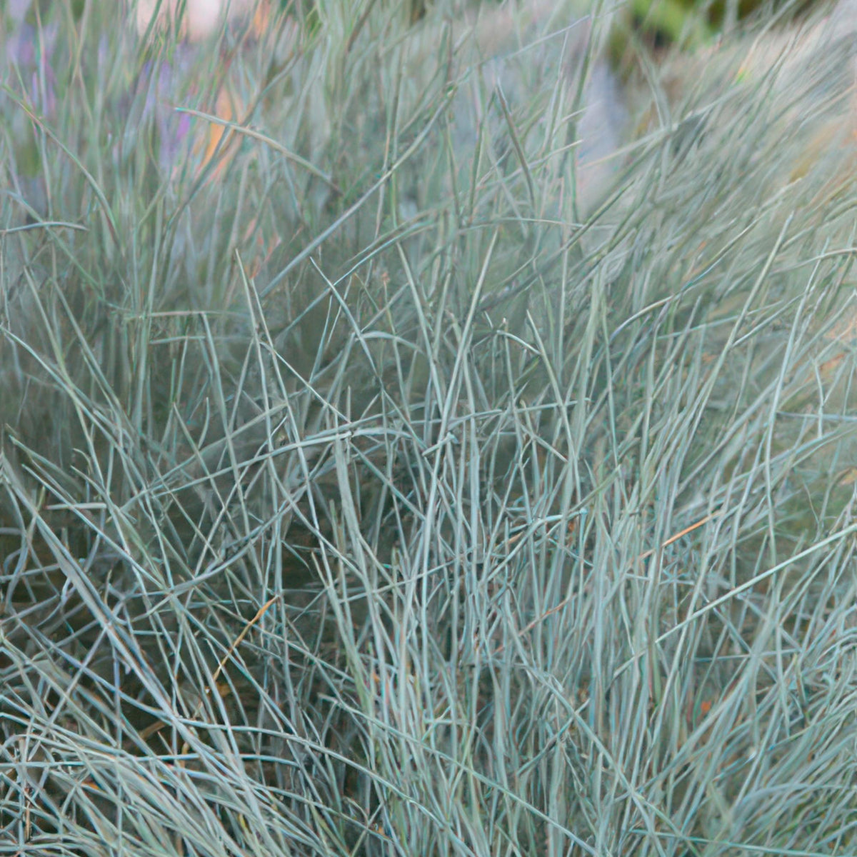 Blau-Schwingel (Festuca glauca)