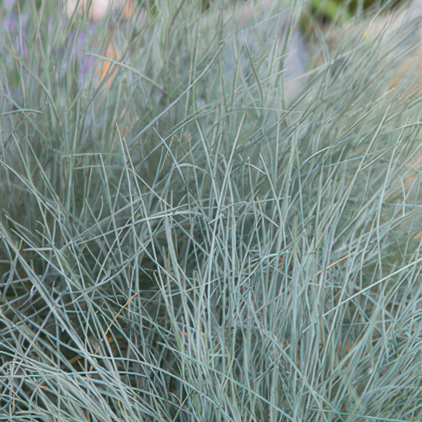 Blau-Schwingel (Festuca glauca)